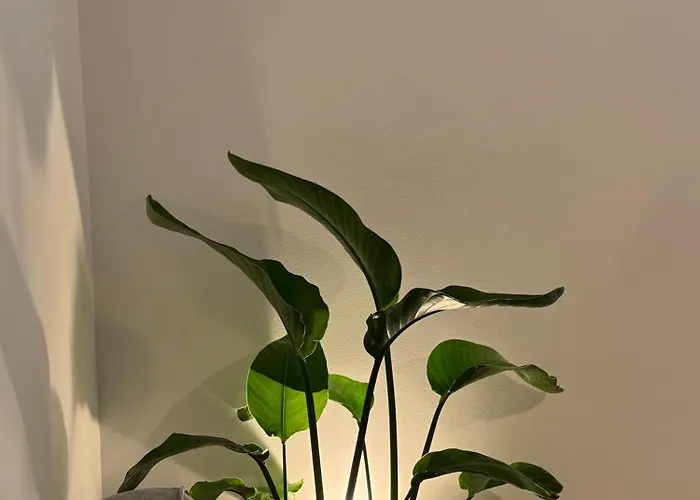 Διαμέρισμα Achinoee *